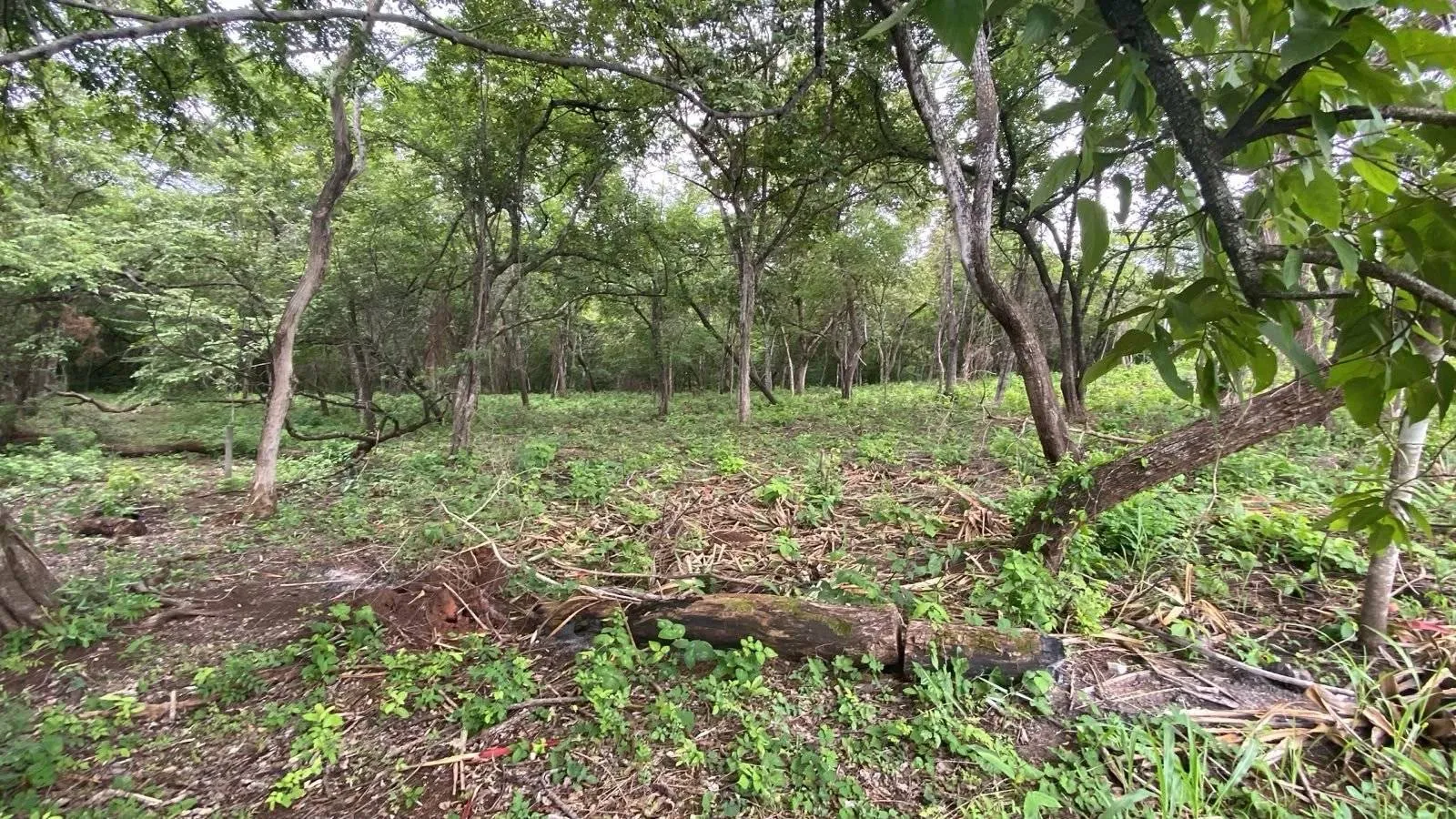 Exceptional Lot in Rancho Cartagena – Privacy, Security & a Nature-Inspired Lifestyle Just Minutes from Tamarindo