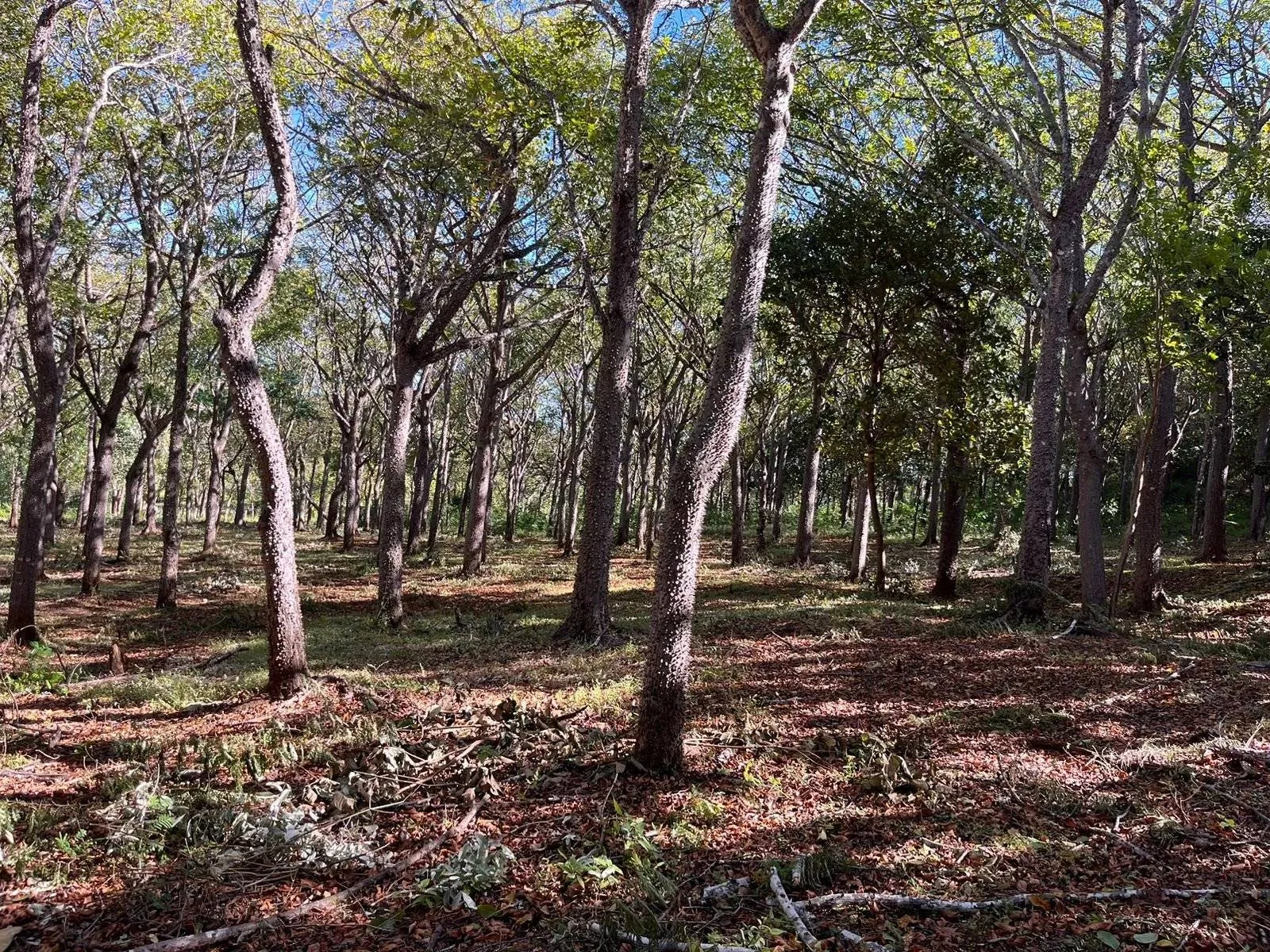 Ampio Lotto Residenziale di 5000 m2 Circondato dalla Natura