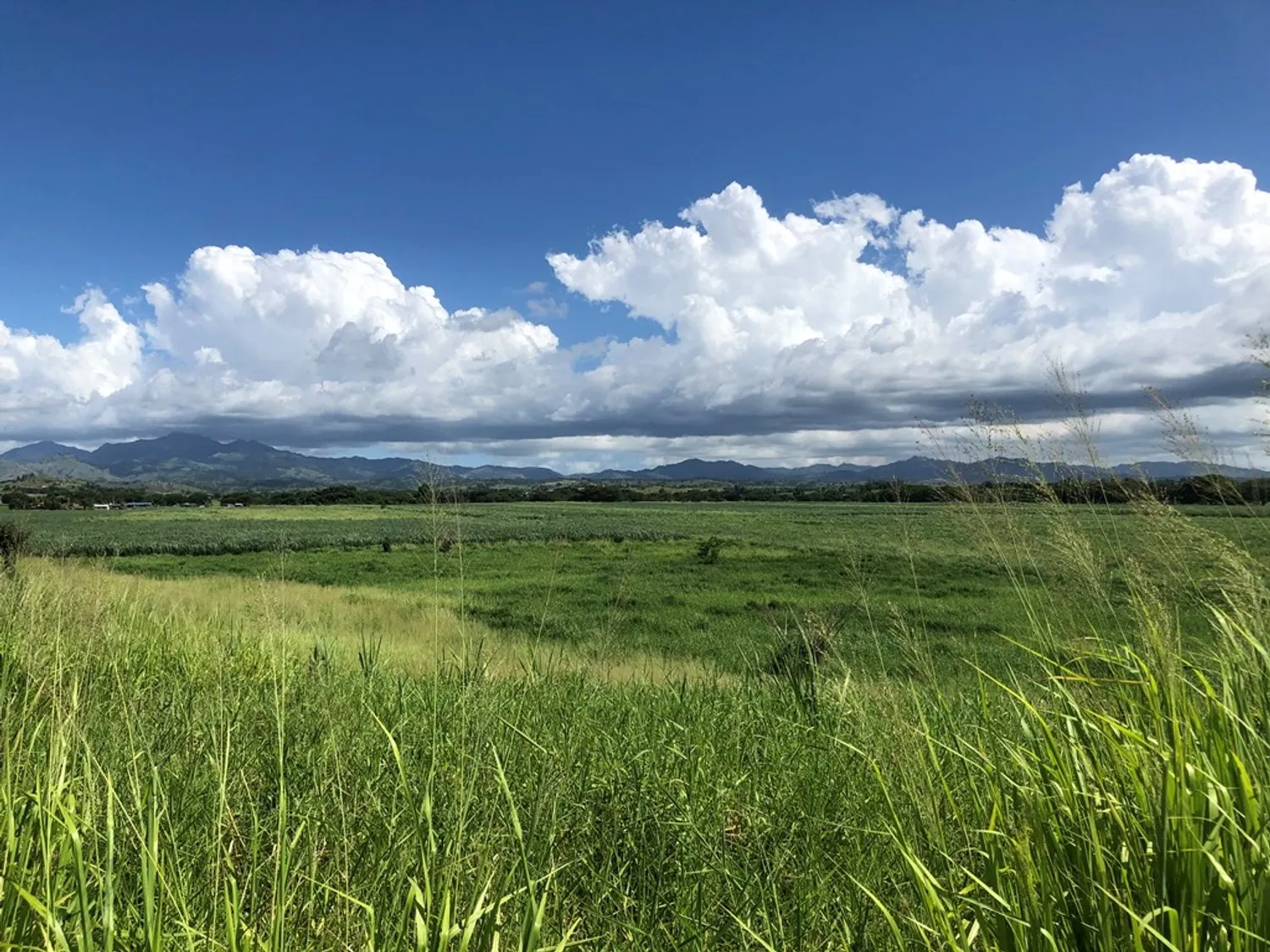 Incredibile Opportunità Agricola -- Terreno Agricolo a Votualevu (Nadi) IN VENDITA