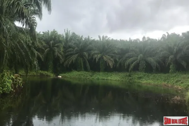 Takua Thung, Phang Nga'da Geniş Hurma Çiftlikli 204 Rai Arazi Satılık