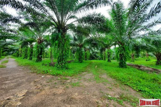 Über 111 Rai Land mit großer Palmenplantage zum Verkauf in Ao Leuk, Krabi