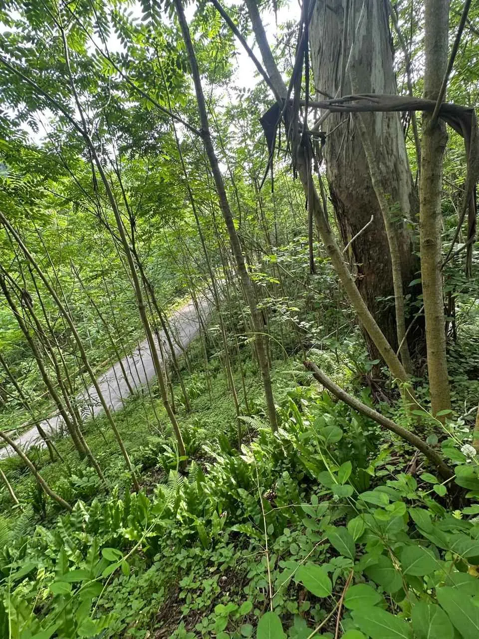 Terreno a Batumi